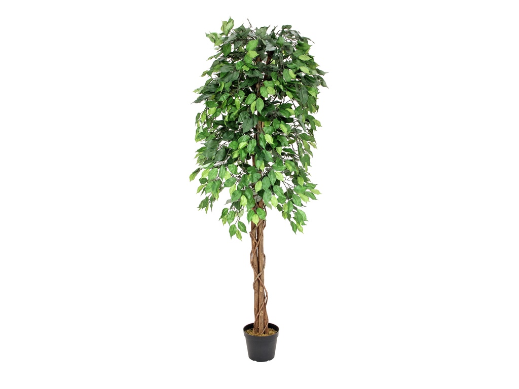 EUROPALMS Ficus-Benjamini Multi-Stamm 180cm